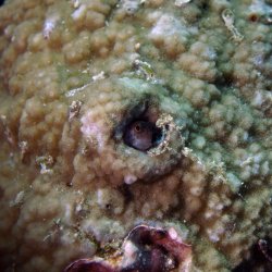 2012 Wakatobi UW - 101