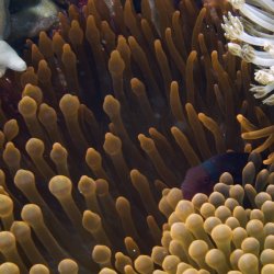 2012-Wakatobi-UW-103