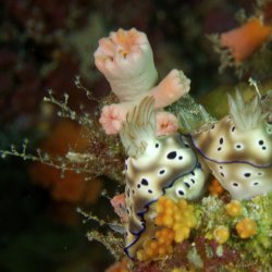 2012 Wakatobi UW - 104