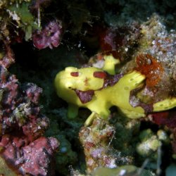 2012 Wakatobi UW - 110