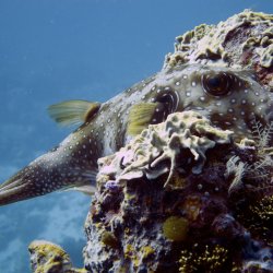 2012 Wakatobi UW - 112