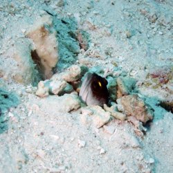 2012 Wakatobi UW - 115