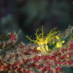 2012 Wakatobi UW - 116