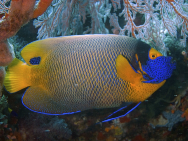 2012 Wakatobi UW - 117