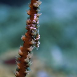 2012 Wakatobi UW - 118