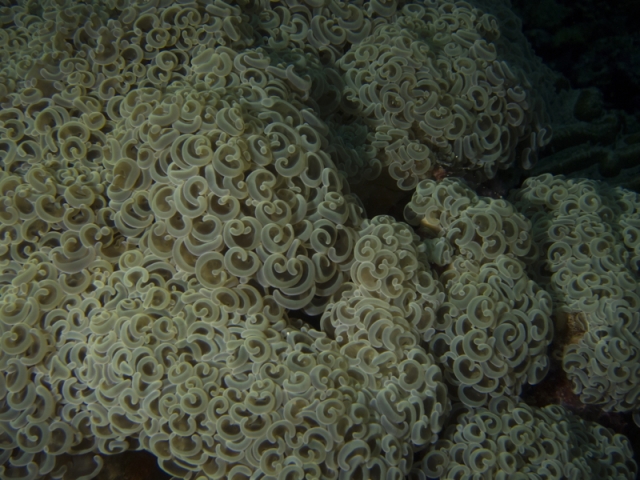 Wakatobi2013071