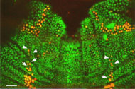 In this confocal microscope image of the pupal stage of fruit fly development, nerve cells that self-select to become sensory organ precursors (SOPs) are identified by arrows. These cells send chemical signals to neighboring cells, blocking them from becoming SOPs and causing them to fluoresce red in the image.